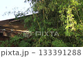A lush bamboo thicket alongside a rustic wooden roof 133391288