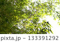 Vibrant green bamboo leaves basking in the sunlight create a serene atmosphere 133391292