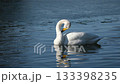 白鳥 白鳥 133398235