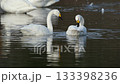 白鳥 白鳥 133398236