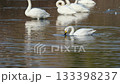 白鳥 白鳥 133398237