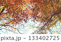秋天風景秋葉 133402725