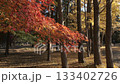 秋天風景秋葉 133402726
