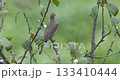 Wildlife - Birds. Eurasian blackcap (Sylvia atricapilla) generally lives in forests, wooded areas, parks and gardens, orchards. They feed on fruits, insects and larvae. 133410444
