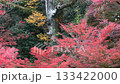 Autumn image of Japanese beauty: Autumn leaves 133422000