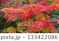 Autumn image of Japanese beauty: Autumn leaves 133422086