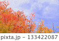 Autumn image of Japanese beauty: Autumn leaves 133422087