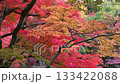 Autumn image of Japanese beauty: Autumn leaves 133422088