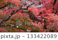 Autumn image of Japanese beauty: Autumn leaves 133422089