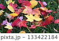 Autumn image: Fallen leaves 133422184