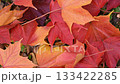 Autumn image: Fallen leaves 133422285