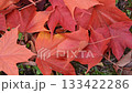 Autumn image: Fallen leaves 133422286