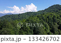 Footage of pine, cedar, hornbeam forests and cloudy blue sky in spring. 133426702