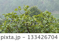 Close-up footage of fig tree and fig fruit in rainy weather. 133426704