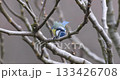 Wildlife - birds. Eurasian blue tit (Cyanistes) live in all kinds of woodlands, forests, parks, gardens and bushes. They feed on plant seeds and insects. 133426708