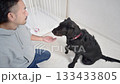 お部屋で犬のしつけ（訓練や躾）やトレーニングをする大型犬　飼い主に注目して見つめるかわいい 133433805