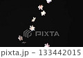 Loop video of white petals falling on a black background 133442015