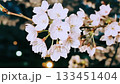 月夜と桜 花のクローズアップ 133451404