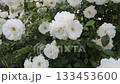 White Rose 133453600