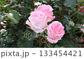 Pink roses blooming in the natural park 133454421