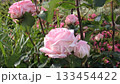 Pink rose 133454422