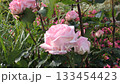 Pink roses blooming in the natural park 133454423