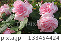 Pink roses blooming in the natural park 133454424