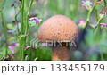 edible wild noble young mushroom growthing in pine forest around blueberries leaves. close up 133455179