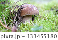 edible wild noble young boletus mushroom growth in pine forest around green moss. close up 133455180