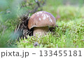 edible wild noble young boletus mushroom growth in pine forest around green moss. close up 133455181
