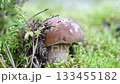 edible wild noble young boletus mushroom growth in pine forest around green moss. close up 133455182