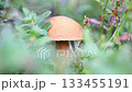 edible wild noble young mushroom growthing in pine forest around blueberries leaves. close up 133455191