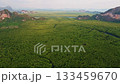 Amazing abundant mangrove forest river,Aerial view of forest trees Rainforest ecosystem and healthy environment background 133459670
