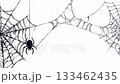 Spider swinging on web against white background, Halloween concept 133462435