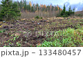 A large clear-cut area with numerous tree stumps in the foreground, bordering a mixed forest in late autumn with yellowing deciduous trees. Represents forestry, deforestation, and regeneration. 133480457