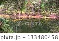 A hidden forest pond framed by evergreen branches, with dark water reflecting the dense pine woods and autumn coloured undergrowth. A moody, secluded wilderness scene. 133480458