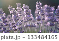 A gentle seamless loop video of lavender flowers swaying in the wind 133484165