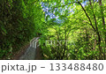 初夏的森林步道,綠意盎然 初夏的森林步道,綠意盎然 133488480