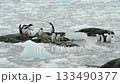 Gentoo Penguins in brush ice in Antarctica 133490377