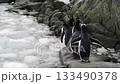 Gentoo Penguin on the beach in Antarctica 133490378