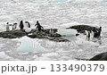Gentoo Penguins in brush ice in Antarctica 133490379