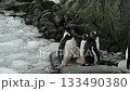 Gentoo Penguin on the beach in Antarctica 133490380