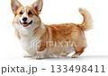Corgi sits playfully with a big smile in a bright, cheerful setting 133498411