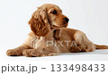 Golden cocker spaniel puppy relaxes and enjoys a peaceful moment indoors 133498433