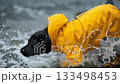 Black dog in yellow raincoat plays joyfully in ocean waves on a rainy day by the beach 133498453
