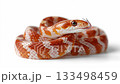 Explore the beauty of the corn snake with vivid colors and unique patterns in a calm setting 133498459