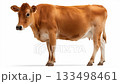 Brown cow stands peacefully in a clean barn environment during daylight hours 133498461