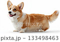 Happy corgi playing and relaxing at home with family and friends in a cheerful and cozy atmosphere 133498463