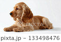 Cuddly golden cocker spaniel puppy lounging comfortably indoors in a bright setting 133498476
