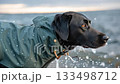 Black dog wearing a raincoat splashes in ocean waves during sunset near rocky shoreline 133498712